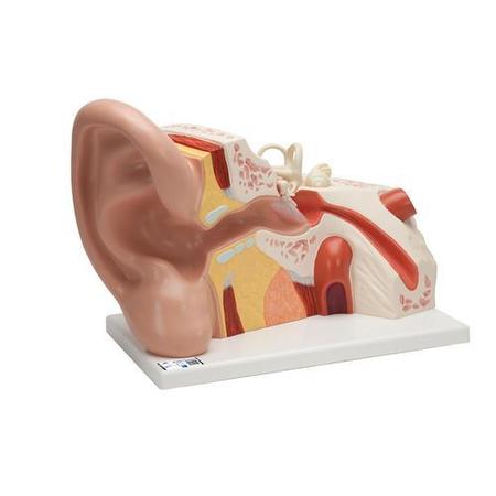 3B SCIENTIFIC Giant Ear, 5 times full-size, - w/ 3B Smart Anatomy 1008553